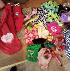 Colorful Dog Apparel Collection